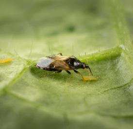 Predatörler, zararlı böceği doğrudan doğruya yiyerek veya hortumunu sokup öz suyunu emerek ölümüne yol açarlar.