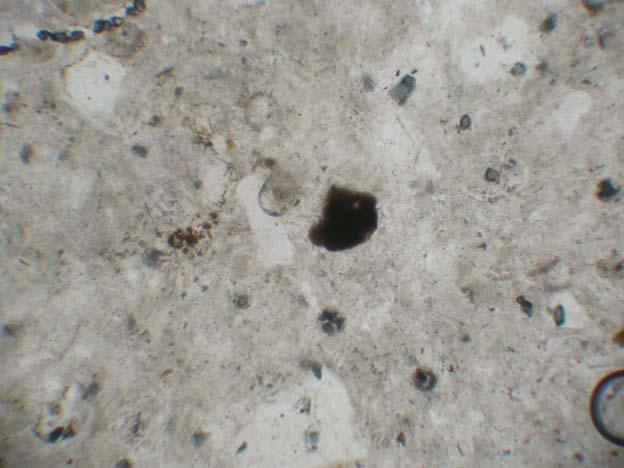 minerallerine rastlanmıştır. Biotit(mika) Şekil 5.29 C incekesit numunesine ait mikroskop görüntüsü Şekil 5.