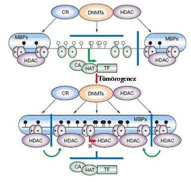 Şekil 1.6. DNA metilasyonu aracılığıyla transkripsiyonel baskılanma mekanizması.