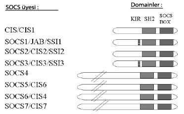 gösteren ve 50 ila 380 amino asit uzunluğunda bölgeler mevcut iken bütün bu sekiz proteinde de ortak olan yaklaşık 95 amino asit uzunluğunda SH2 (src homolog domain) domaini ve SOCS box (karboksil