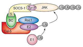 Şekil 1.14. JAK ın SOCS kutusu aracılı degradasyonu (Kile ve ark., 2002). Çizelge 1.2. SOCS moleküllerinin çeşitli proteinlerle interaksiyonları (Ilangumaran ve ark.