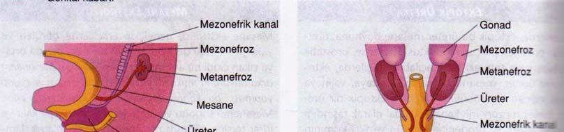 4 Şekil 1. Kloakanın ürogenital sinüs ve rektuma bölünmesi görülmektedir (19). Mesane epiteli ürogenital sinüsün endoderminden köken alır.