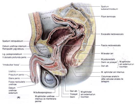 5 Şekil 2. Erkeklerde ve kadınlarda mesanenin anatomik pozisyonu (20). Erişkin mesanesi boşken pelvis minörde os pubisin hafifçe üst ve arka tarafında yer alır.