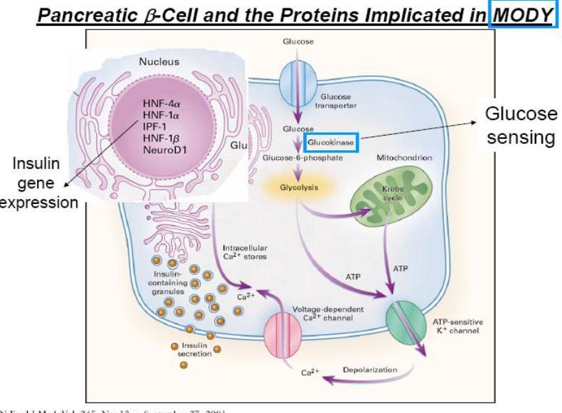 MODY (Maturity Onset Diabetes at Youngs) Diyabet başlangıç yaşı <25 Ailesinde iki/daha fazla kuşakta diyabet öyküsü (Otosomal dominant) Normal kilolu İnsülin direnci belirti ve