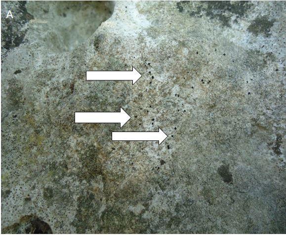 Turizmin Vazgeçilmezi Arkeolojik Eserlerde Fungal Korozyon: Phaselis Örneği 77 Fig. 3.