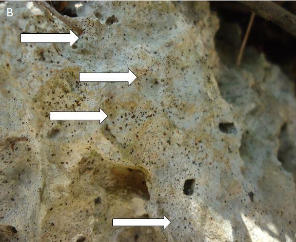 apollinis in görüntüleri (C: Malt extrakt besiyeri üzerinde, D,E,F: Mikroskobik görüntü, x3000) Saha ve Laboratuvar Çalışmaları Özellikle yaz aylarında, mikroorganizma faaliyeti bakımından kontrol