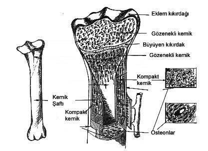 Süngerimsi kemik dokusu ise, gevşek, labirent veya bol boşluktu tarzda bir görünümü vardır. Ancak, boşluklar kemik iliği ile doludur. Şekil 1.22.