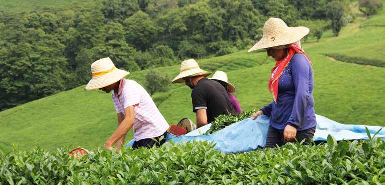 15 BORSAHABER 2018 Yaş Çay Yaprağı Fiyatı 2.45 Tl Tarım Bakanı Fakıbaba, Tarım alanlarının birleştirilerek üretimin desteklenmesi lazım.