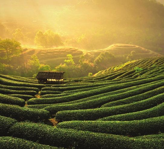 THE HISTORY OF TEA ÇAYIN TARİHÇESİ Çay ilk olarak milattan önce 2737 yılında, Çin İmparatoru Shen Nung tarafından oldukça tesadüfi bir şekilde keşfedilmiştir.