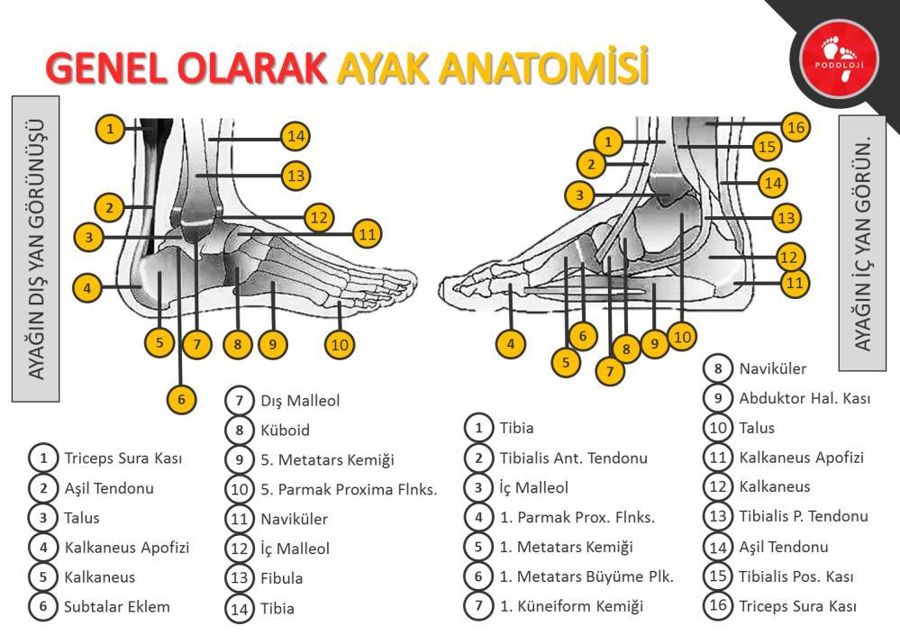 KEMİKLER VE EKLEMLER Ayak kemikleri