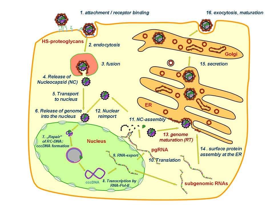 The true love principle - once HBV, forever HBV?