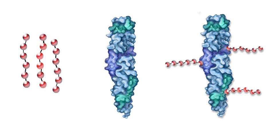 Farklı Bir İmmünolojik Yanıt Oluşturmak Polisakkarid Aşı Konjuge Aşı Polysaccharide antigens Polysaccharide antigens Immunogenic carrier protein Conjugated vaccine Schematic representation
