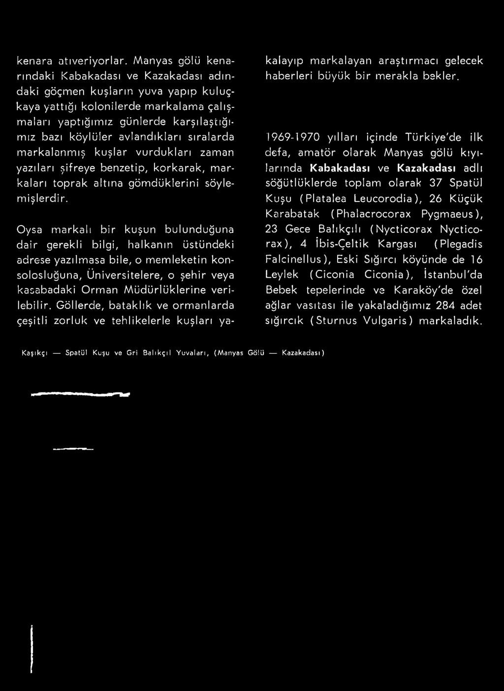 Oysa m arkalı bir kuşun bulunduğuna dair gerekli bilgi, halkanın üstündeki adrese yazılm asa bile, o memleketin konsolosluğuna, Üniversitelere, o şehir veya