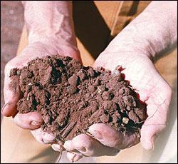 Bol gübre veya kompost kullanılarak böyle topraklarda da gül yetiştirmek mümkündür.