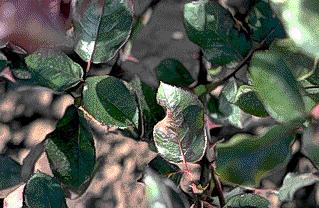 Gül Mildiyösü (Peronospora sparsa) : Hastalık yapraklarda morumsu kırmızı ile koyu kahverengi arasında değişen düzensiz lekelere neden olur.