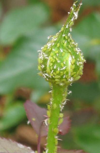 Yaprak Biti(Macrosiphum rosae ) : Yaprak biti hortumunu bitki dokusu içine sokarak özsuyu emer.