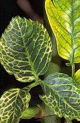 Klorotik (sarı) çizgi şeklinde lekeler, halkalı lekeler ve benekler, sarı ağ şeklindeki belirtiler yetiştirme mevsiminde görülen karakteristik yaprak belirtileridir.