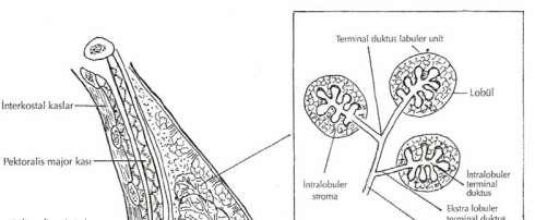 Şekil 1. Meme anatomisi 2.1.2.1.Memenin Arterleri: Meme dokusu kanını iki arteriel kaynaktan alır; 1- A. Mammariaİnterna nınanteriorperforan dalları: Memenin santral ve medial bölümlerini kanlandırır.