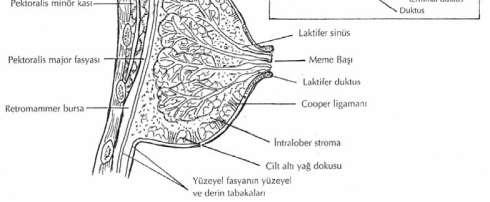 Torakodorsalis ten de kan almaktadır (Ceylan I 1996). 2.1.2.2.Memenin venleri: Memede yüzeyelvenlerareola etrafında ve derinin hemen altında geniş bir ven ağı meydana getirirler.