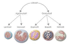 2.2) Agranülositler 1. Monositler: Tüm lökositlerin yaklaşık %45'ini oluşturur.