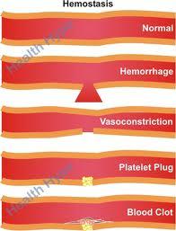 HEMOSTAZİS (KANAMANIN DURDURULMASI) Kan dokusu organizmada son derece yaygın bir damar ağı içinde sürekli dolaşım halinde bulunduğu için, vücudun bir bölgesindeki yaralanmalar, bir önlem