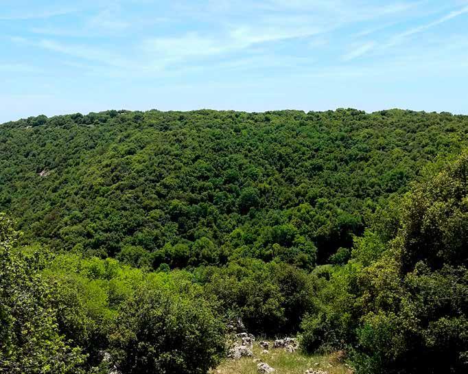 NEFES ALACAĞINIZ BİR PROJE ŞEHİR MERKEZİNE YAKIN, ORMANLA İÇ İÇE.