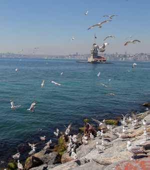 Kapak Tasarımı Kapak tasarımında kolajlardan kaçınılmalı; yaratıcılıktan uzak,