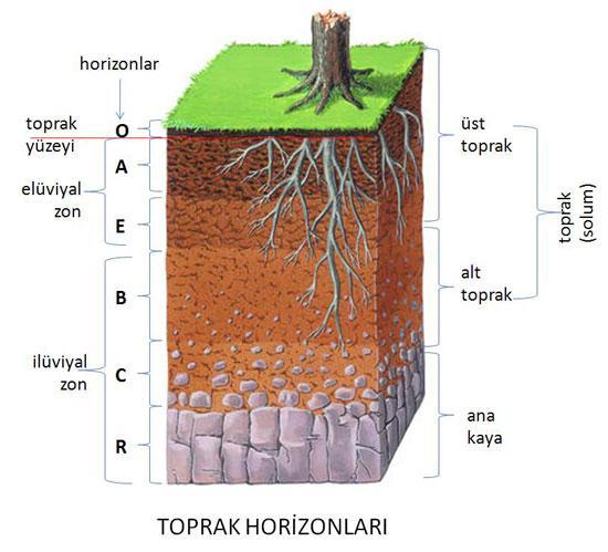 TOPRAK HORİZONLARI A Horizonu; Organik maddece zengin, mikroorganizma faaliyetlerinin fazla olduğu profilin en üst katıdır. Bitki besin maddesince zengindir.