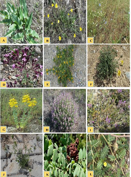 Şekil 4. Araştırma alanında tespit edilen bazı bitkilere ait fotoğraflar; A) Arum dioscoridis var.
