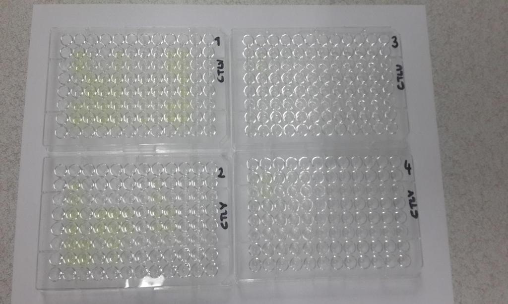 4.4. DAS-ELISA Test Sonuçları Bu çalışmada, CTLV de içinde bulunduğu Potyvirus cinsi virüs türlerine karşı hazırlanmış polyklonal antiserum kullanılarak uygulanan DAS-ELISA sonucunda 90 adet havuç
