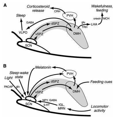 vspz: ventral subparaventriküler