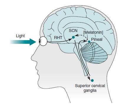 Melanopsin içeren ışığa duyarlı retinal