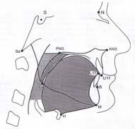 - Anterioposterior pozisyonu: Hyoid kemiğinin en anteriorundaki nokta (H) esas alınır.