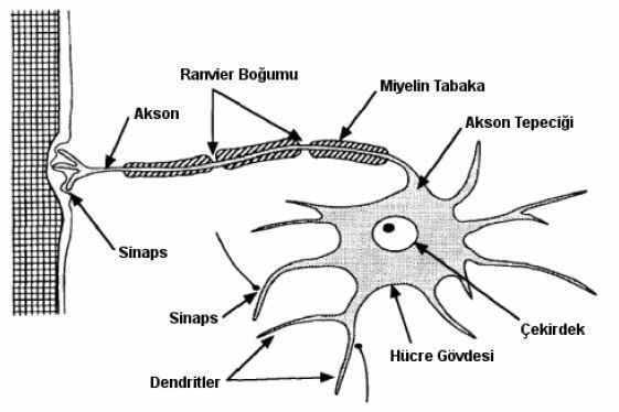 5 ġekil 4.. Biyolojik sinir hücresinin yapısı (Freeman and Skapura, 99) 4.2.