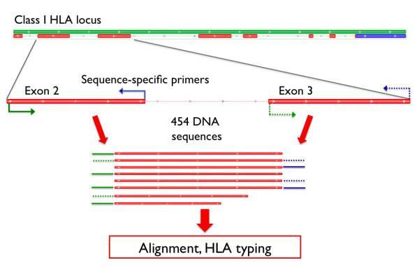 HLA genomunda en polimorfik gen HLA-B. Farklı DNA sekansları aynı alleli kodlayabilir. HLA veritabanında HLA-B*57:01 allelini kodlayan 16 farklı sekans tanımlanmıştır.