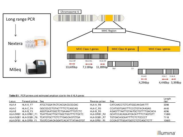 NGS MHC bölgesindeki HLA genlerinin amplifikasyonunda long range PCR uygulanır ve deep
