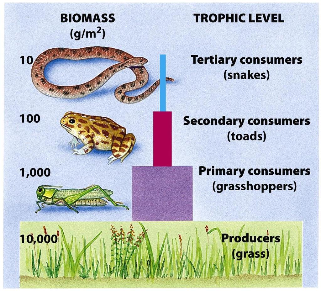 Biyokütle Piramitleri Birbirini takip eden trofik seviyelerde toplam biyokütleyi ifade eder Biyokütle: canlı maddelerin ağırlık cinsinden toplamı Biyokütle Trofik
