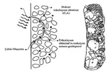 Betonun Akışkan Geçirimliliği Geçirgenliği Azaltabilmek için Önlemler Betonun boşluksuz ve geçirimsiz olması durabilite bakımından önemlidir.