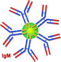 Antikor testi Viral enfeksiyonlarda IgM saptanması özgül tanıyı destekler Bati Nil virüsü BOS antikor indeksinin
