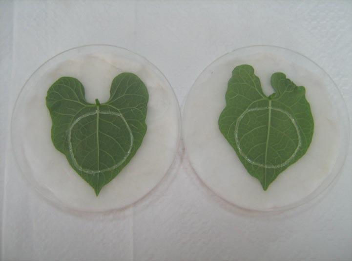 3.2.2. Yaprak disklerinin hazırlanması Yaprak disklerinin hazırlanmasında, uygulama için kullanılacak bitkiden alınan yaprakçıklar, içine nemli pamuk konulan petri kapları içerisine yaprağın üst