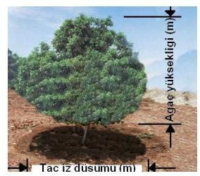 İlaçlı sıvı (Litre) = Taç çapı (m) x Ağaç yüksekliği (m) x 0,3 A = B X 100 C A= Dekara veya 100 litre suya kullanılacak preparat