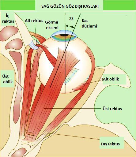 2.2.1.2. Dış Rektus Uzunluğu 41 mm olup, tendon uzunluğu 9 mm dir. İnsersiyon yerindeki genişliği 10.1 mm ve insersiyon yerinin ön limbusa uzaklığı 5,4-8,5 mm (ort.