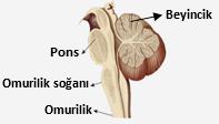 Arka (oksipital) lop olarak adlandırılır.