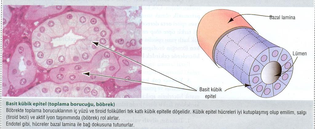 Basit