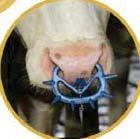 Plastik Burunsallık (Emme Engeleyici) - Plastic Noseband İneklerin kendilerini emmelerini engellemek için yada buzağıların inekleri emmesini engellemek için kullanılmaktadır.