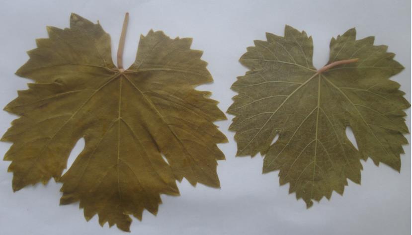 Görünüşü (Üst ve alt kısımdan görünüş)  yapraklarının kimyasal