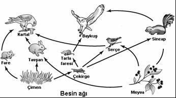 Besin Ağı