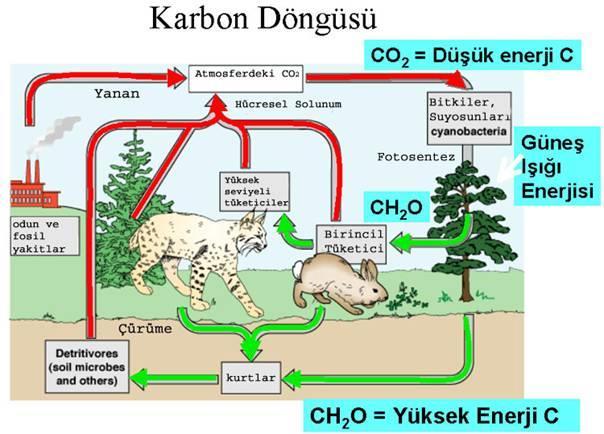 KARBON VE