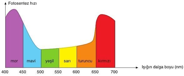 IŞIK RENGİ Işık rengi mor ve kırmızı ise