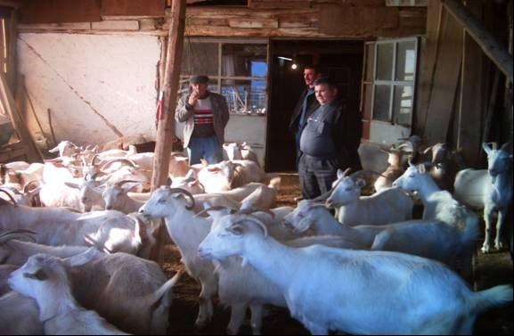 4.4.2. Gezinti Avlusu Gezinti avlusu her bir koyun için 2,25 3,80 m 2, kuzuların içinde 1,4 1,8 m 2 lik bir alan hesaplanmalıdır (Yüksel ve Şişman 2003).